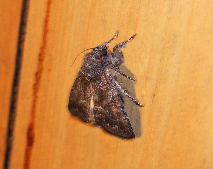 Thalpophila matura Noctuidae